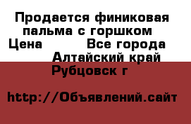 Продается финиковая пальма с горшком › Цена ­ 600 - Все города  »    . Алтайский край,Рубцовск г.